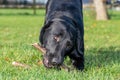 Black Labrador Royalty Free Stock Photo