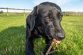 Black Labrador Royalty Free Stock Photo