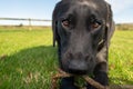 Black Labrador Royalty Free Stock Photo