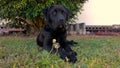 Black Labrador with Dandelion Royalty Free Stock Photo