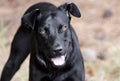 Black Labrador Doberman mixed breed dog Royalty Free Stock Photo