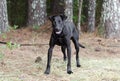 Black Labrador Doberman mixed breed dog Royalty Free Stock Photo