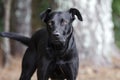 Black Labrador Doberman mixed breed dog Royalty Free Stock Photo