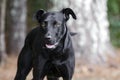 Black Labrador Doberman mixed breed dog Royalty Free Stock Photo