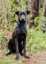 Black Labrador Doberman mixed breed dog