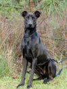 Black Labrador Doberman mixed breed dog