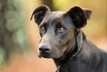 Black Labrador Doberman mixed breed dog