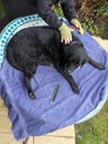 A black labrador dog being groomed