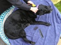 A black labrador dog being groomed