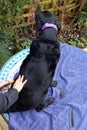 A black labrador dog being groomed