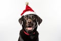 Black Labrador dog breed wearing santa claus deer antlers hat isolated on white background. Generative Ai Royalty Free Stock Photo