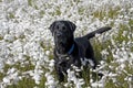Black Labrador Dog In Cotton Grass