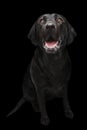 Black Labrador dog Royalty Free Stock Photo