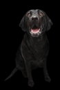 Black Labrador dog