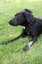 Black Labrador Dog On Grass