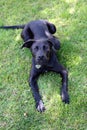 Black Labrador Dog On Grass