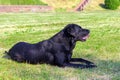Black Labrador dog on green grass Royalty Free Stock Photo
