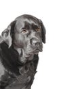 Black labrador dog isolated on white. Image taken in a studio, black dog with brown eyes Royalty Free Stock Photo