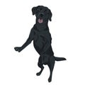 Black labrador dog jumping. Trained puppy for your design. Royalty Free Stock Photo