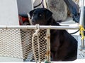 Labrador dog mounted on a seated fishing boat