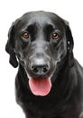 Black Labrador dog Royalty Free Stock Photo