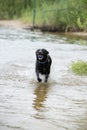 Black Labrador Dog Playing in the Water