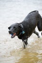 Black Labrador Dog Playing in the Water
