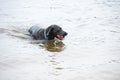 Black Labrador Dog Playing in the Water