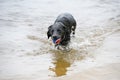 Black Labrador Dog Playing in the Water