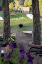 Black labrador dog plays with his squeak toy out in the backyard, Photo framed by flowers and trees