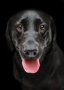 Black Panting dog