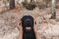 black labrador dog portrait with funny leaves for ears. Sitting on brown leaves background. Autumn concept. pets Outdoors