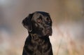Black labrador dog Royalty Free Stock Photo