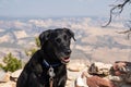 Black labrador dog poses at canyon view at Dinosaur National Monument. Poor air quality and pollution in the area Royalty Free Stock Photo
