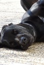 Black labrador dog resting in a terrace Royalty Free Stock Photo