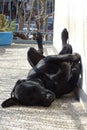 Black labrador dog resting in a terrace Royalty Free Stock Photo