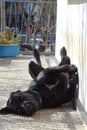 Black labrador dog resting in a terrace Royalty Free Stock Photo