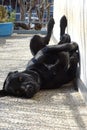 Black labrador dog resting in a terrace Royalty Free Stock Photo