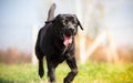 Black labrador dog running