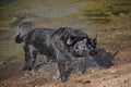 Black labrador dog shakes water