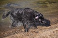 Black labrador dog shakes water