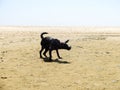 Black Labrador dog shaking his hands on the beach Royalty Free Stock Photo