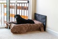 Black labrador dog sitting on a dog bed, looking out the window in a high rise apartment