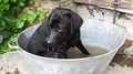 A Black Labrador Dog Sitting in Metal Bath Tub Bucket with Tennis Ball Ready and Challenging to Play Royalty Free Stock Photo