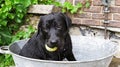 A Black Labrador Dog Sitting in Metal Bath Tub Bucket with Tennis Ball Ready and Challenging to Play Royalty Free Stock Photo