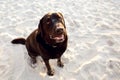 A black Labrador dog sitting on the sand on the beach. Royalty Free Stock Photo