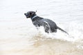 Black Labrador Dog sitting on the shore of a pond