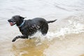 Black Labrador Dog sitting on the shore of a pond