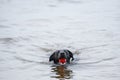 Black Labrador Dog sitting on the shore of a pond Royalty Free Stock Photo