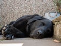 Black labrador dog sleeping in garden Royalty Free Stock Photo